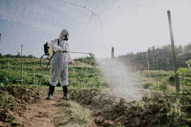 Best Local Pest Control Services  in Desnso, CA