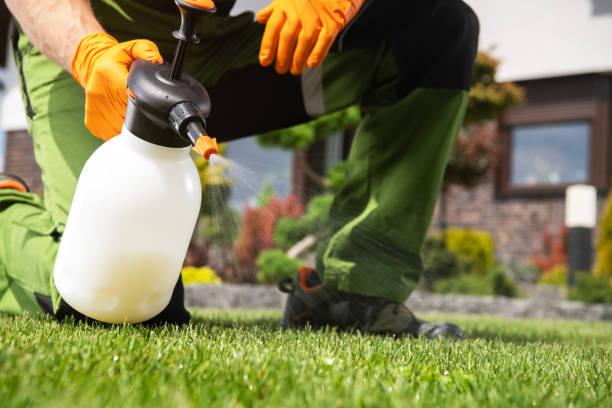 Best Pest Control for Homes  in Desnso, CA