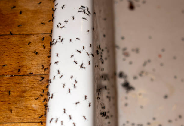 Professional Pest Control in Descanso, CA
