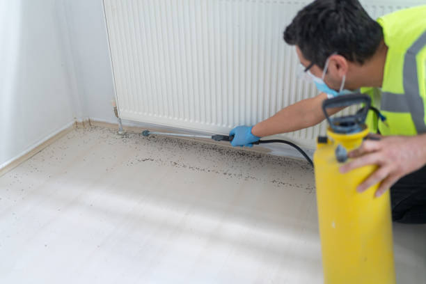 Wasp Removal Services in Descanso, CA