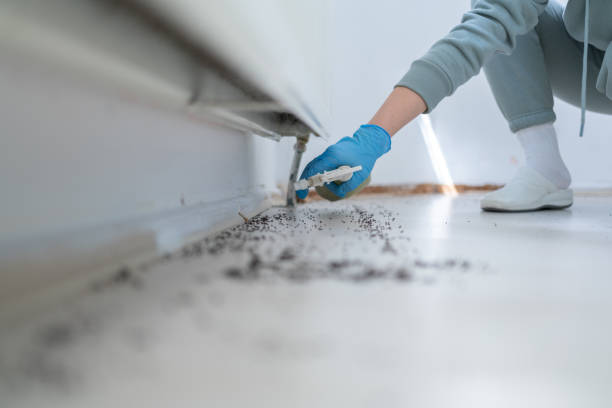 Best Wasp Removal Services  in Desnso, CA