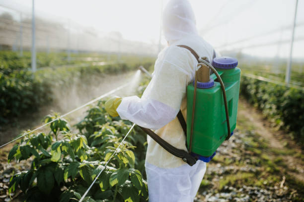Best Termite Control Services  in Desnso, CA